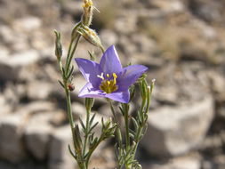 Image of bluebowls