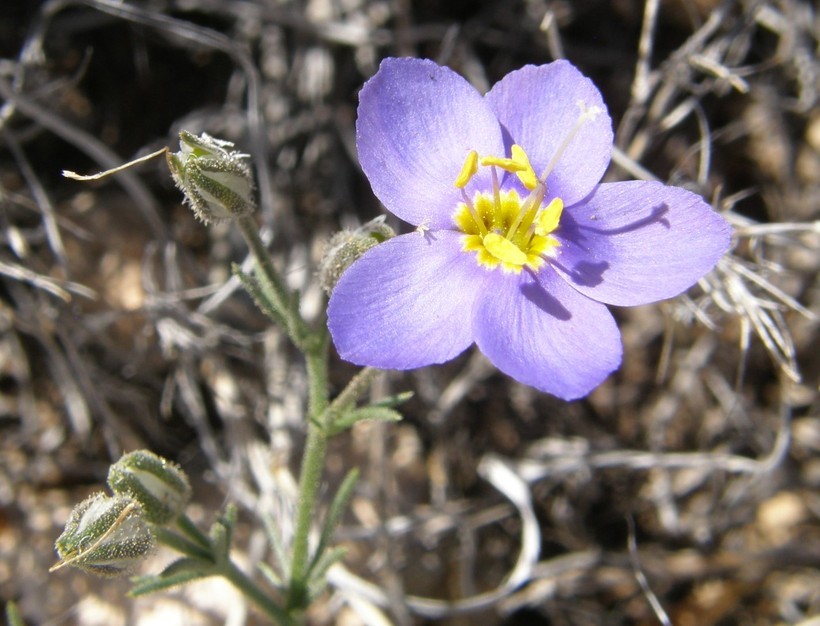 Image of bluebowls