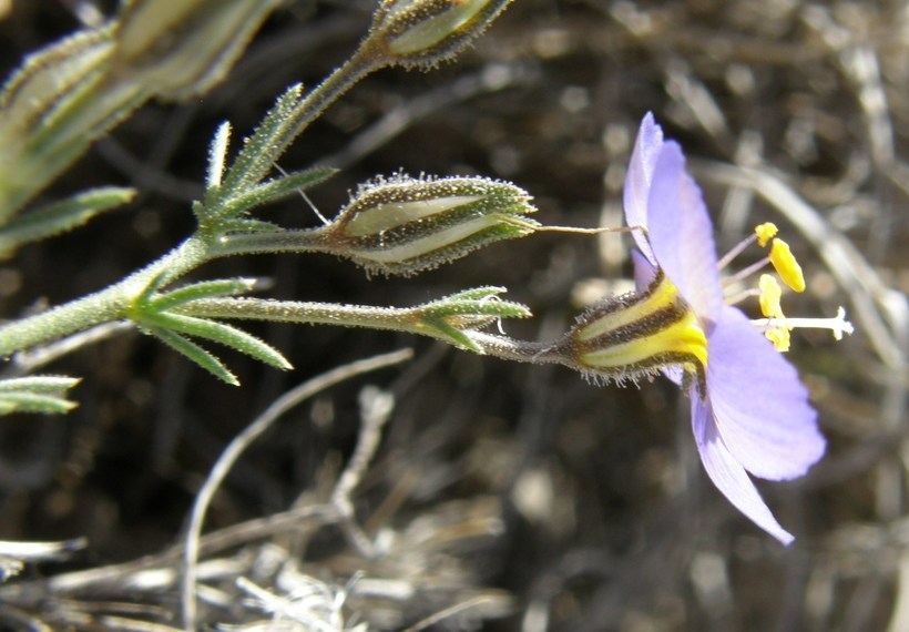 Image of bluebowls