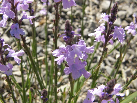 Image of pinleaf vervain