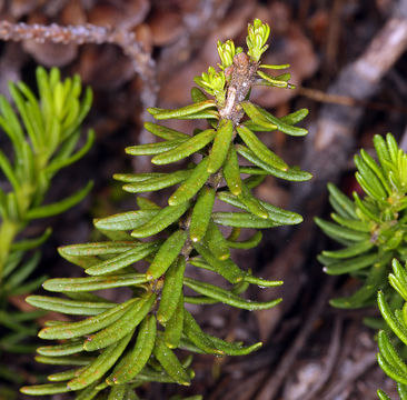 Image of purple mountainheath