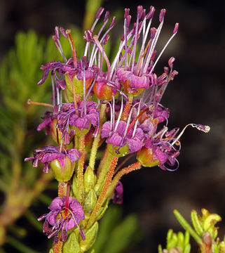 Image of purple mountainheath