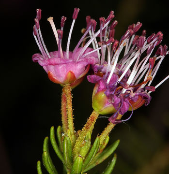 Image of purple mountainheath