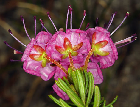 Image of purple mountainheath