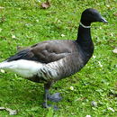 Image of Brant Goose