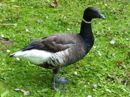 Image of Grey-bellied Brent Goose
