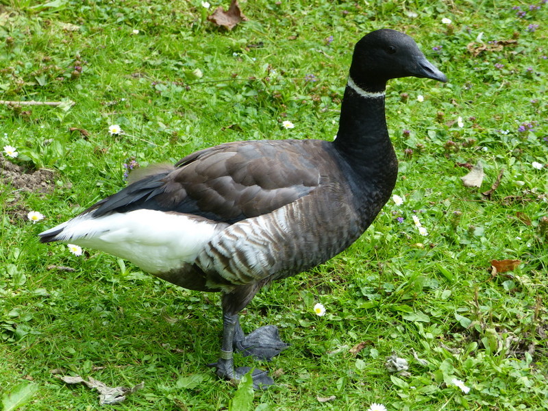 صورة Branta bernicla nigricans (Lawrence 1846)