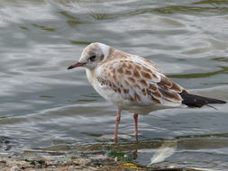 Image of Black-headed Gull