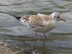 Image of Black-headed Gull