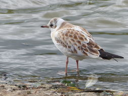 Image of Black-headed Gull