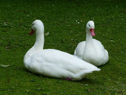 Image of Coscoroba Swan