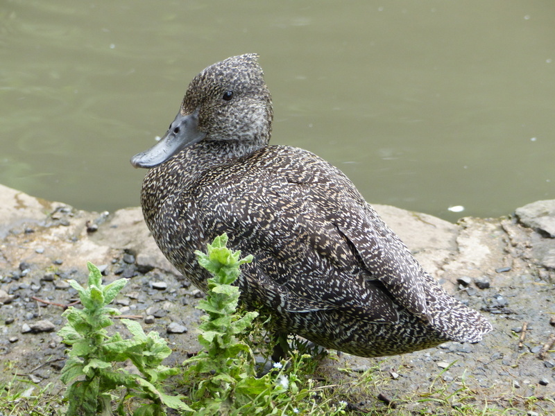 Image of Freckled Duck