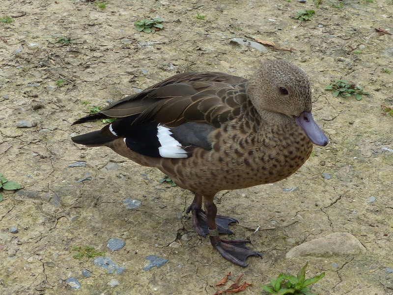 Image of Bernier's Teal