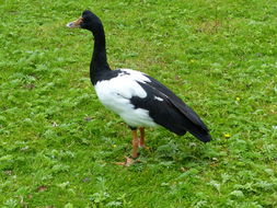 Image of Magpie Goose