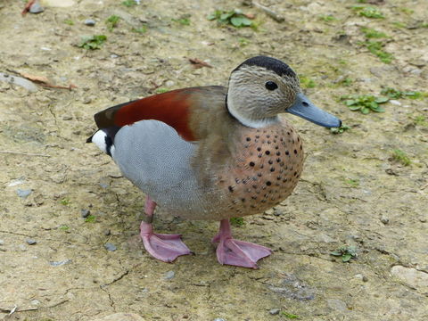 Callonetta leucophrys (Vieillot 1816) resmi