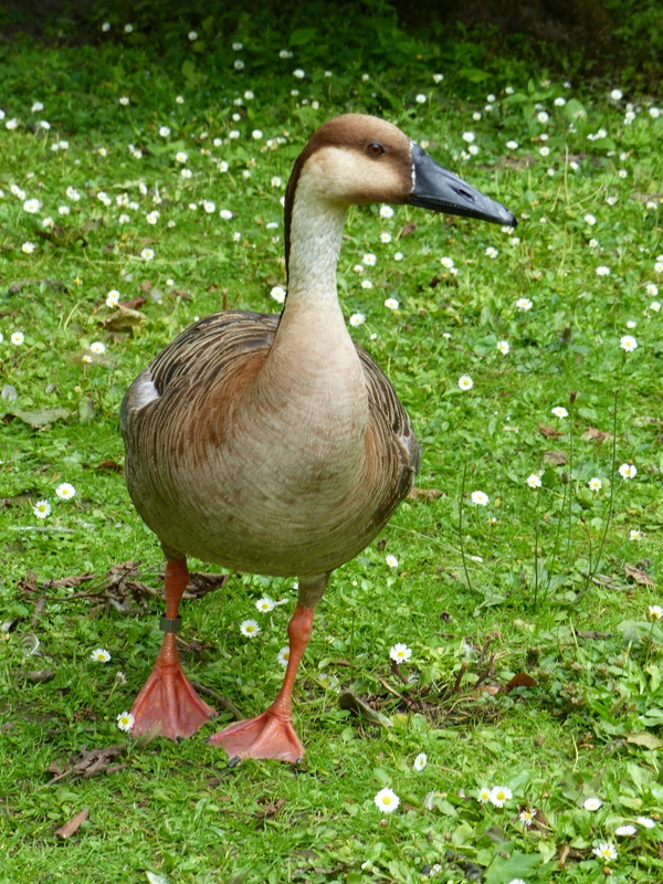 Image of Swan Goose