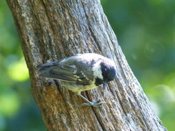 Image de Mésange noire