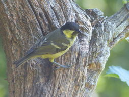 Image de Mésange charbonnière