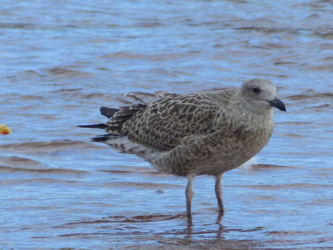 Image of Herring gull