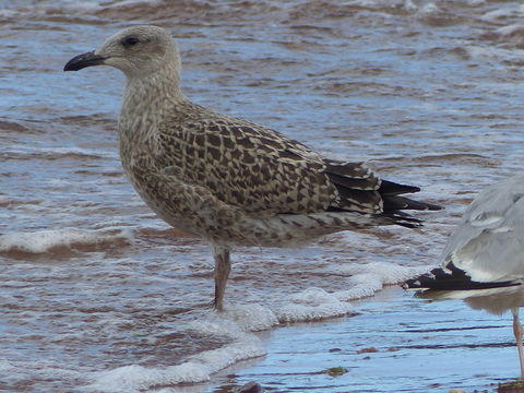 Image of Herring gull