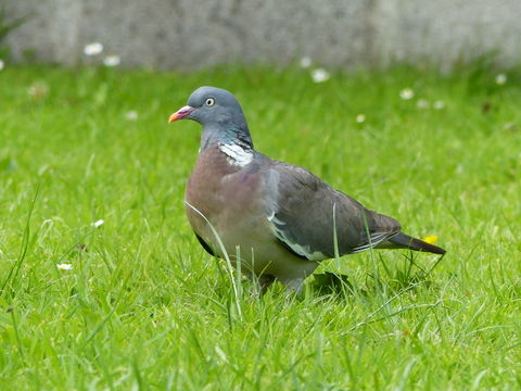 Image of Common Wood Pigeon