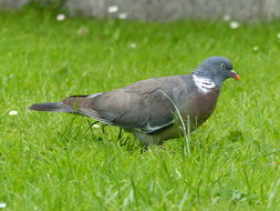 Image of Common Wood Pigeon