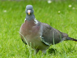 Image of Common Wood Pigeon