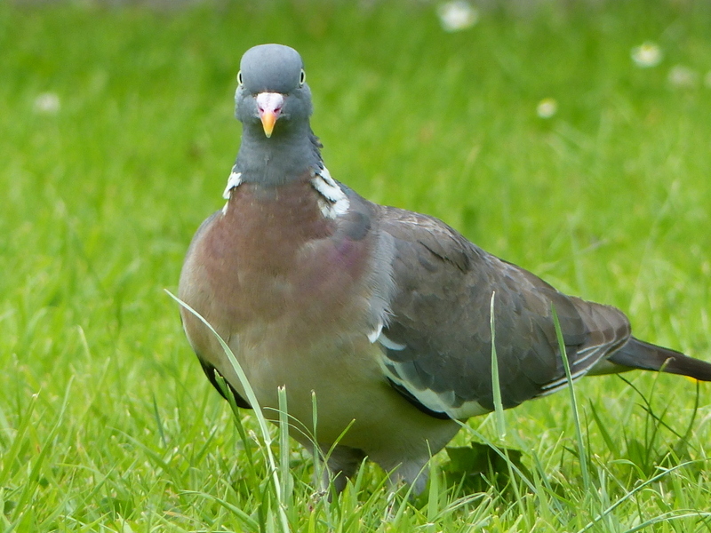 Image of Common Wood Pigeon