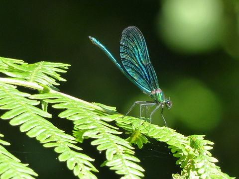 Image of Beautiful Demoiselle