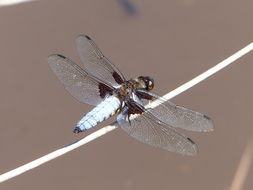 Image of Broad-bodied chaser