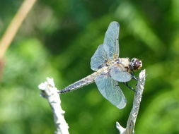 Imagem de Libellula quadrimaculata Linnaeus 1758