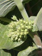 Image of broadleaf milkweed