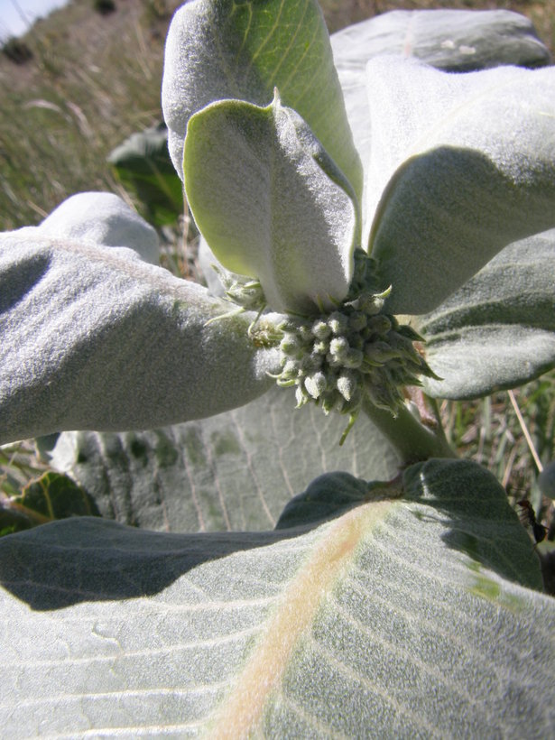 Image of broadleaf milkweed