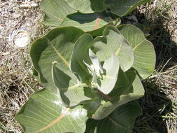 Image of broadleaf milkweed