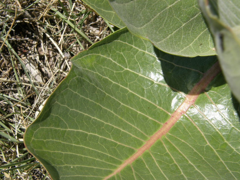Image of broadleaf milkweed