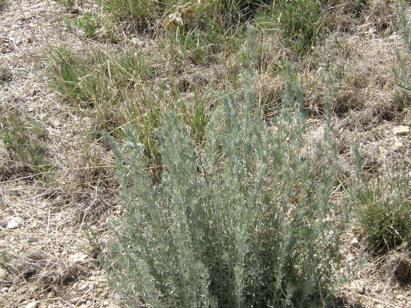 Image of white sagebrush