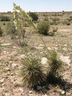 Image of soaptree yucca