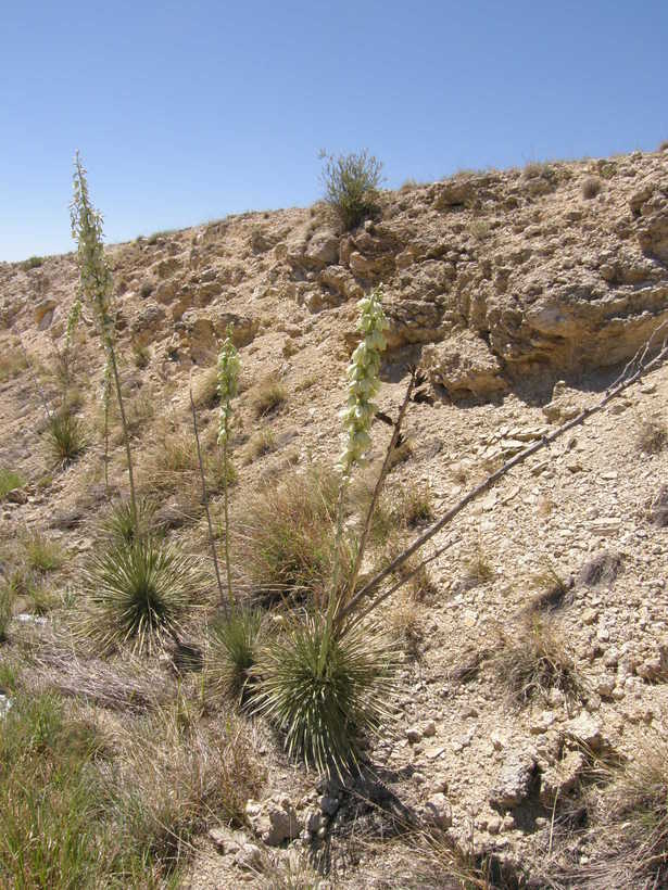 Image of soaptree yucca