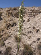 Imagem de Yucca elata (Engelm.) Engelm.