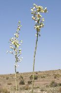 Image of soaptree yucca