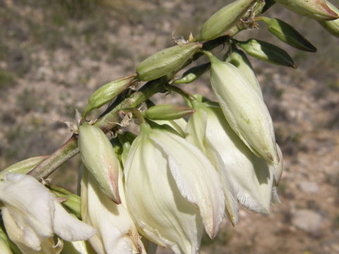 Image of soaptree yucca