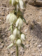 Imagem de Yucca elata (Engelm.) Engelm.