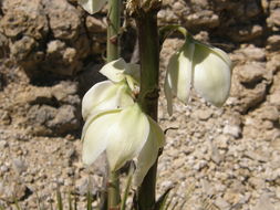 Image of soaptree yucca