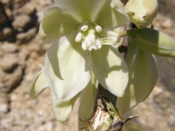 Image of soaptree yucca