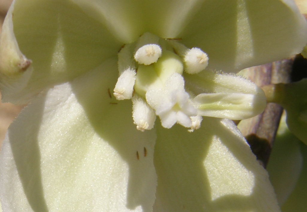 Imagem de Yucca elata (Engelm.) Engelm.