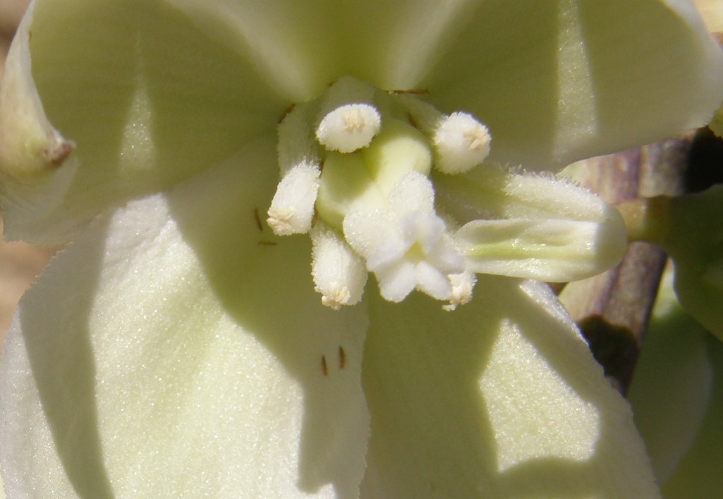 Image of soaptree yucca