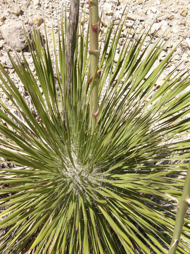 Imagem de Yucca elata (Engelm.) Engelm.