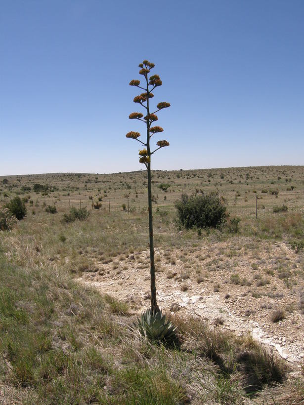 Image de Agave parryi subsp. neomexicana (Wooton & Standl.) B. Ullrich