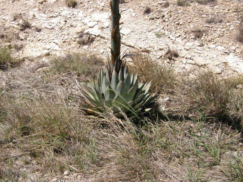 Image de Agave parryi subsp. neomexicana (Wooton & Standl.) B. Ullrich