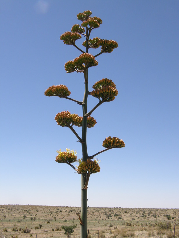 Image de Agave parryi subsp. neomexicana (Wooton & Standl.) B. Ullrich